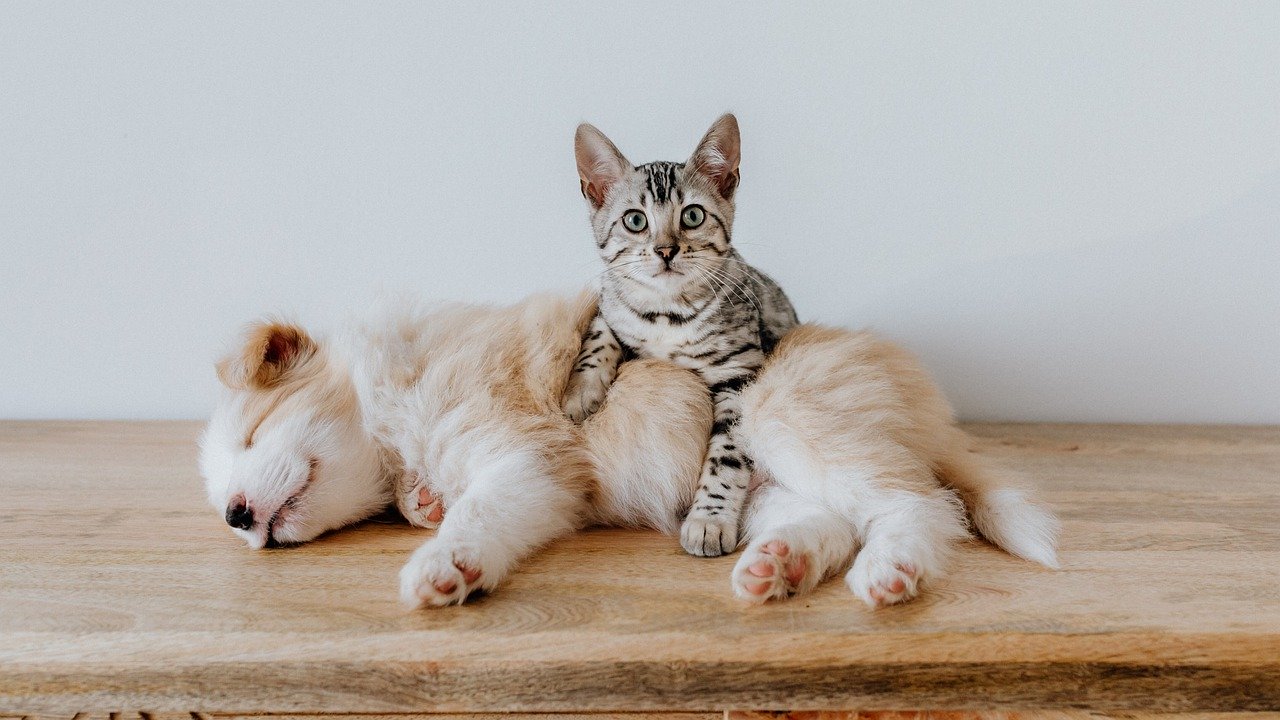 Pets