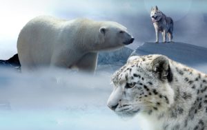 animals